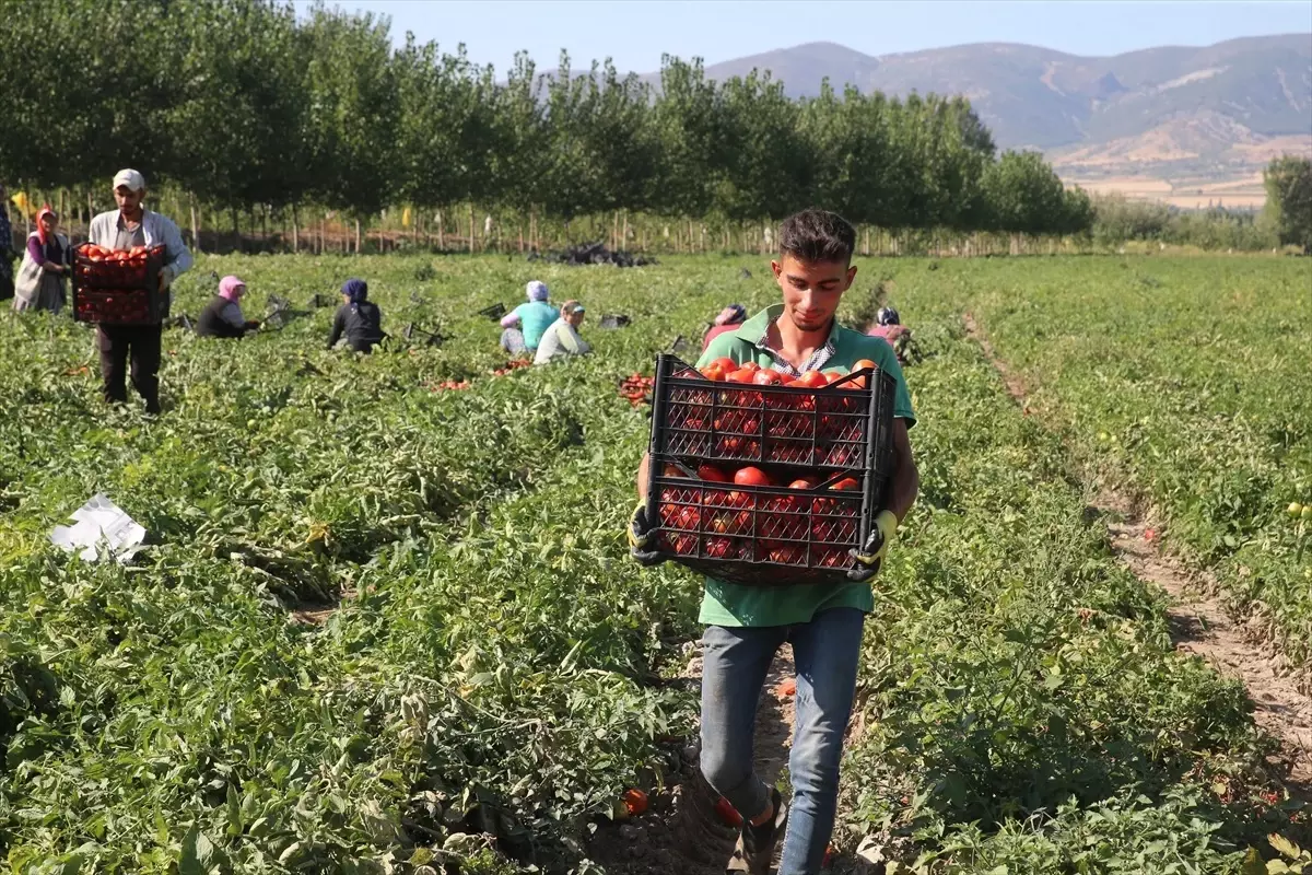 Tokat’ta Domates Hasadı Devam Ediyor: Fiyatlar Artış Gösterdi