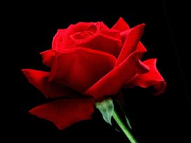 Peygamber sevgisi salona sığmadı