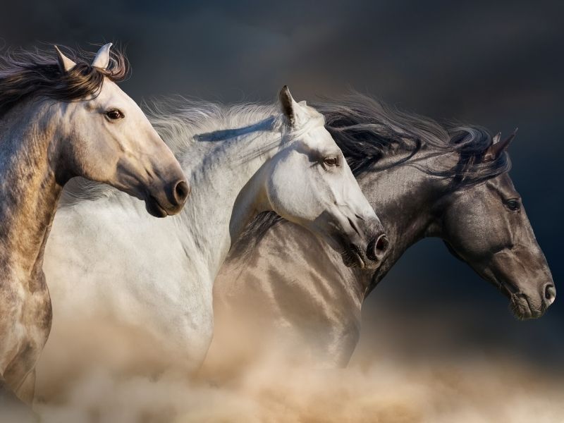 At eti haram mı, helal mi? Diyanet cevapladı