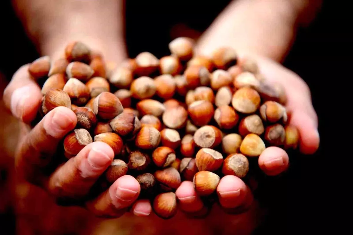 Düzce’den AB Ülkelerine Fındık İhracatı 15 Bin Tona Ulaştı