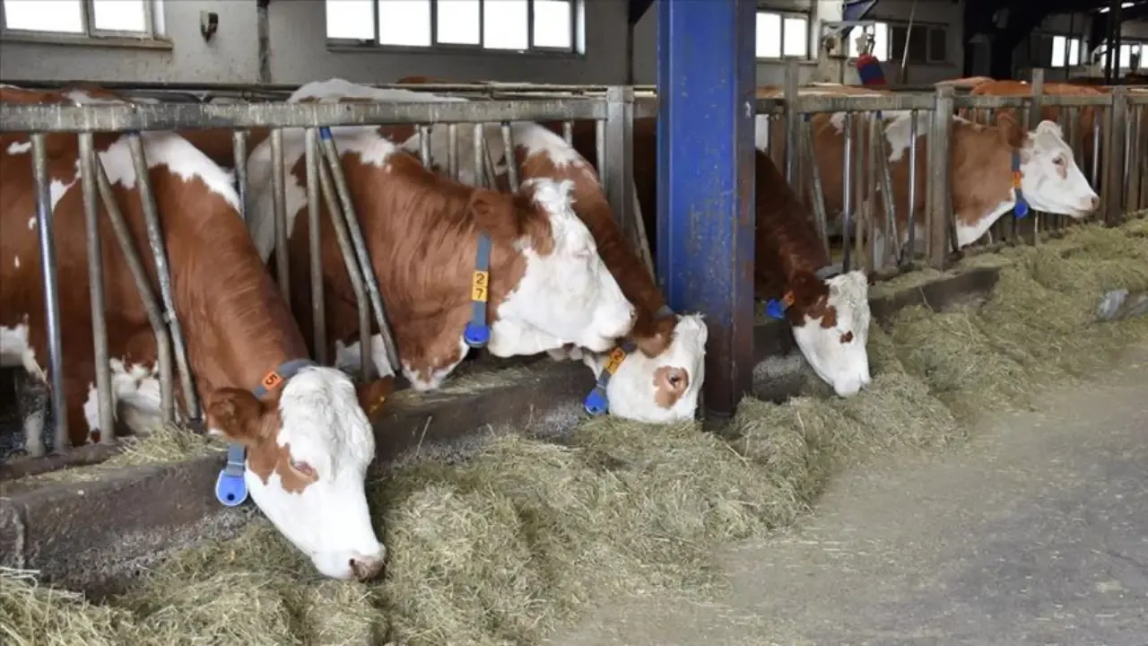 Samsun’da Şap Karantinası Uygulaması Başlatıldı