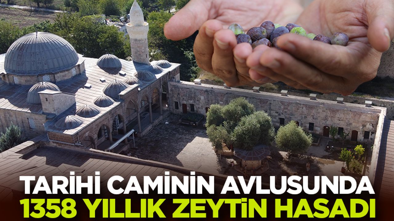 Tarihi caminin avlusundaki 1358 yaşındaki zeytin ağacında