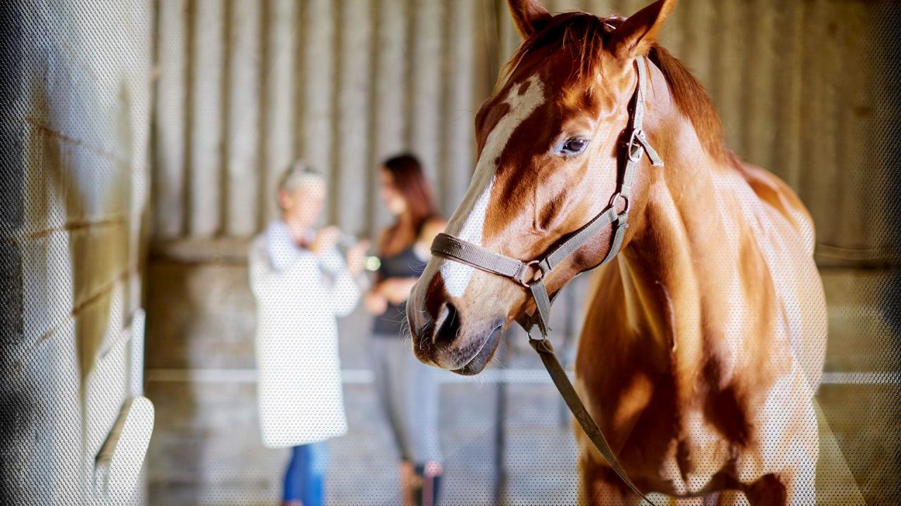 Türkiye’de veterinerlik eğitiminin 183. yılı kutlanıyor Türkiye’de veterinerlik eğitiminin 183. yılı kutlanıyor