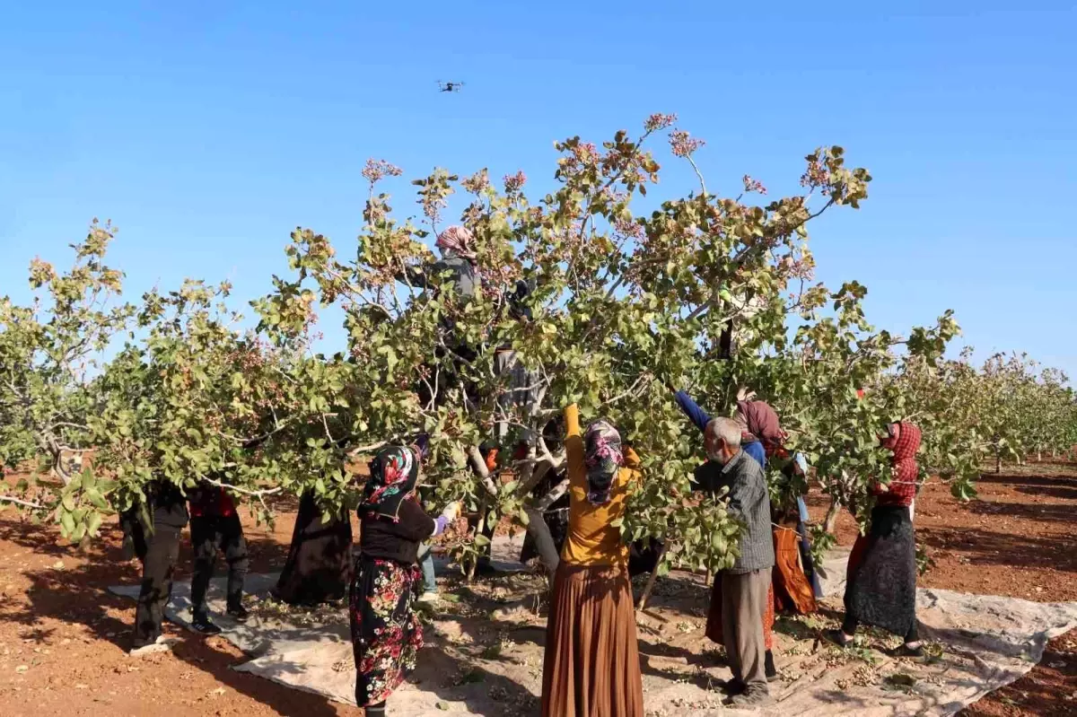Gaziantep’te Antep Fıstığı Hasat Sezonu Tamamlandı