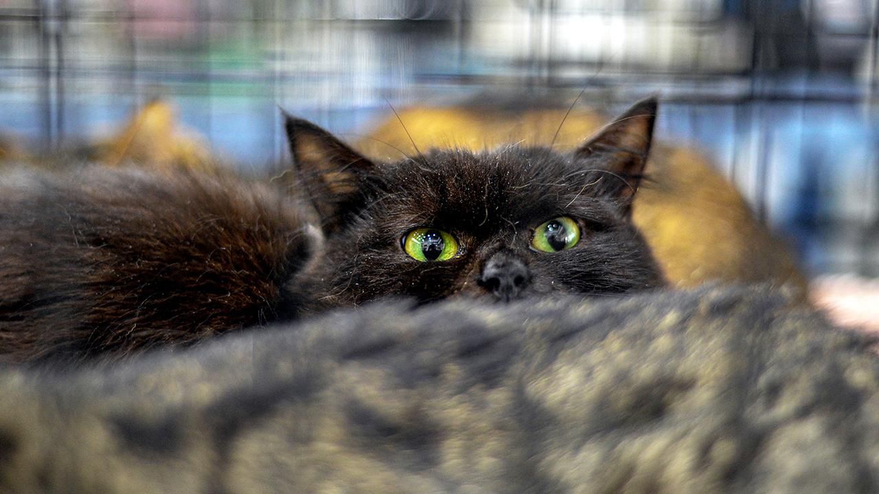 Cadılar Bayramı’nda Siyah Kedi Sahiplenme Yasağı Getirildi