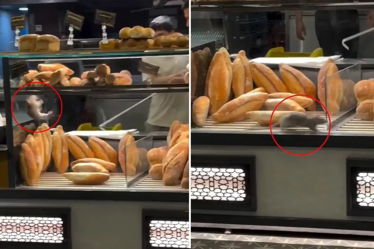 Fırında Fare Görüntüsü: Dükkan Sahibi 10 Bin Dolar Teklif Fırında Fare Görüntüsü: Dükkan Sahibi 10 Bin Dolar Teklif