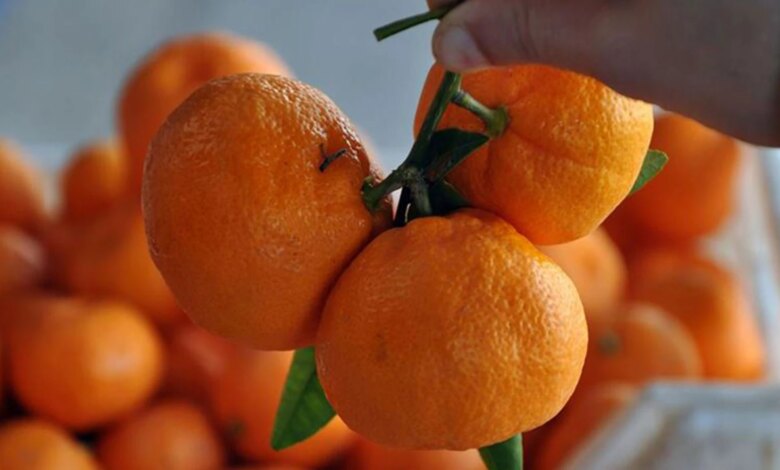 Kasım Ayında Mandalinada Fiyat Farkı Yüzde 392 Oldu