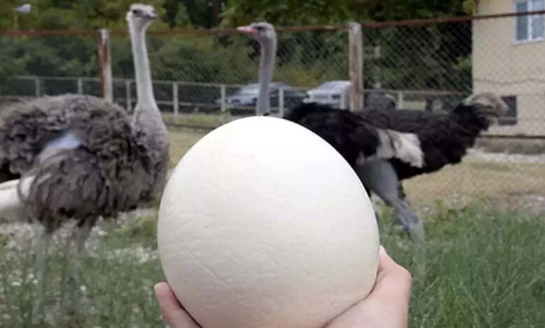 Köyünde Deve Kuşu Yetiştiriyor, Üretim Hedefliyor